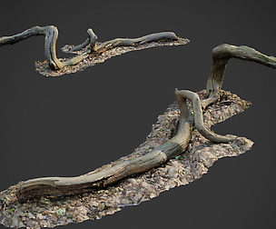 3d scanned nature forest stuff 002