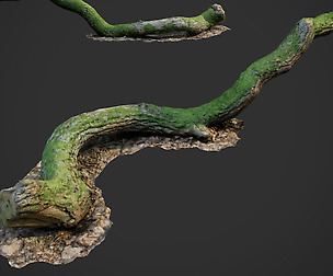 3d scanned nature forest stuff 003