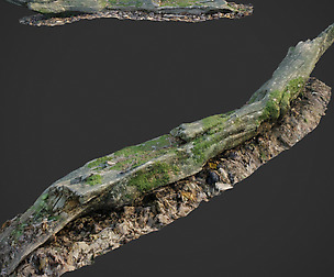 3d scanned nature forest stuff 004