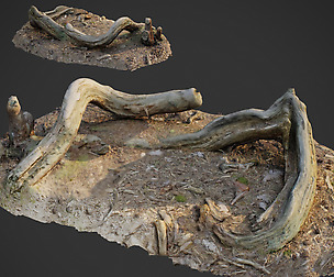 3d scanned nature forest stuff 005