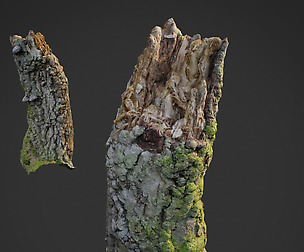 3d scanned nature forest stuff 007