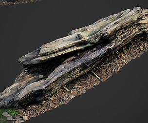3d scanned nature forest stuff 009