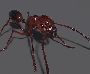 Fire Ant Maya Rig