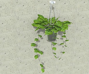 plant