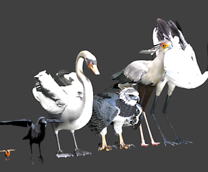 Blender birds pack