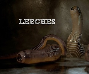 Leeches
