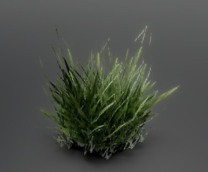 Grass