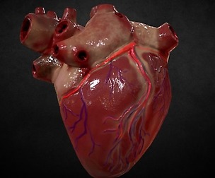 Human Heart Animations