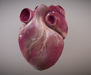 Human Heart Animations