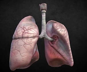 Human Lungs