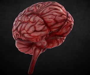 Human Brain