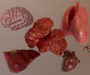 Internal Organs Collection