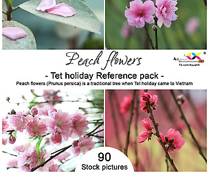 Peach flower at Tet holiday Reference pack