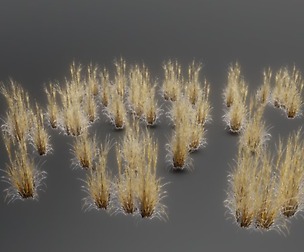 Chinese Fountain Grass