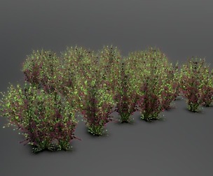 Plant Shrub