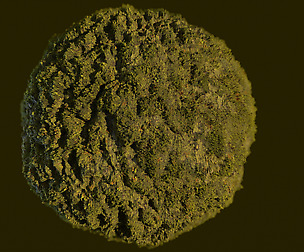Substance Moss