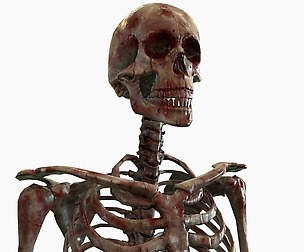 Anatomical Human Skeleton