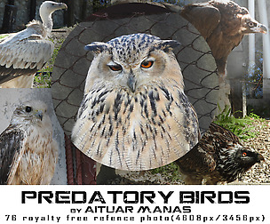 Predatory Birds