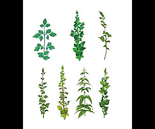 stalks and leaves