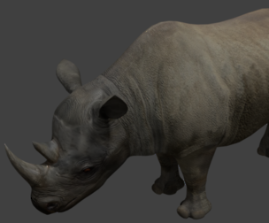 Black rhinoceros