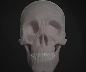 Human skull