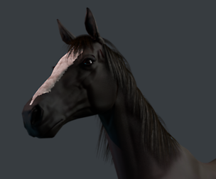 Thoroughbred Horse