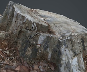 Photo Geometry_Truncated tree 2