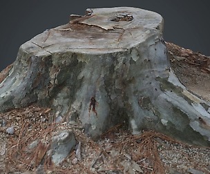 Photo Geometry_Truncated tree 3
