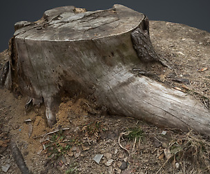 Photo Geometry_Truncated tree 4