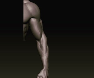 arm anatomy