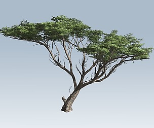 Acacia tree