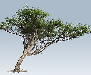 Acacia tree