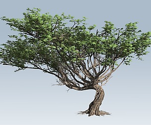 Acacia tree