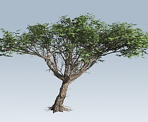 Acacia tree