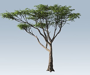Acacia tree