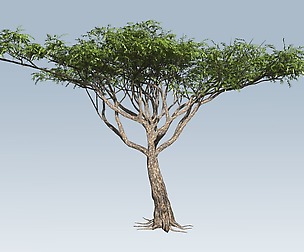 Acacia tree