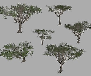 Acacia tree set