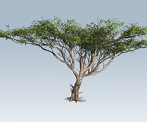 Acacia tree