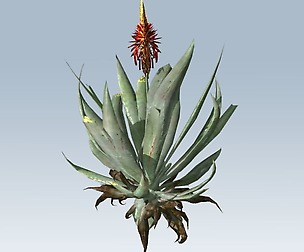Aloe vera