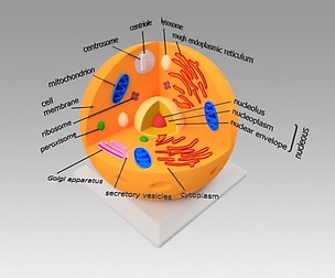 Animal Cell