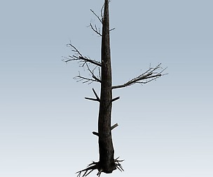 Burnt tree