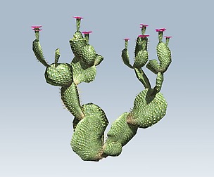 Cactus