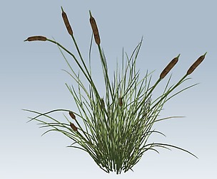 Cattail