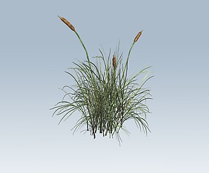 Cattail