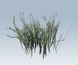 Grass