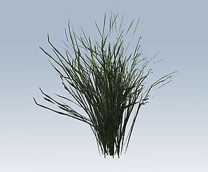Grass
