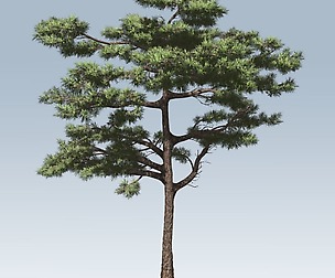Huangshan Pine