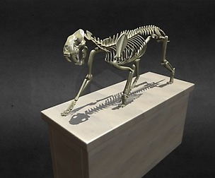 Smilodon fatalis skeleton