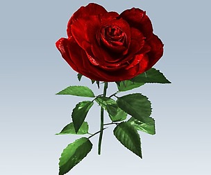 Red rose