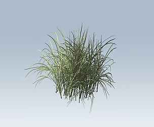 Reed grass Vegetation